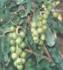  Macadamia   Nut  / Macadamia   Nut   Oil  / Lemon  Oil 