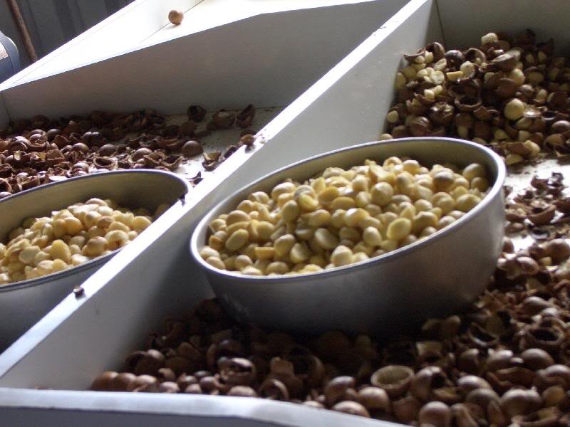 white Honey roasted macademia nuts for sale