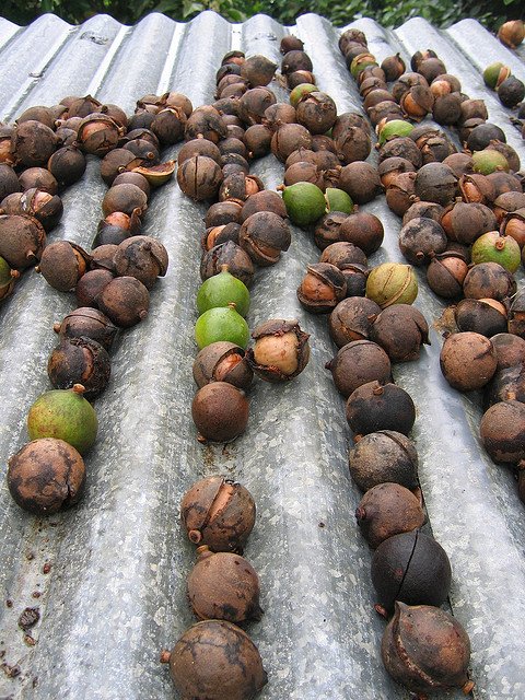 Macadamia