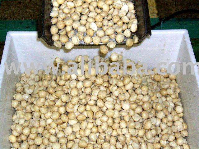  Macadamia  nut