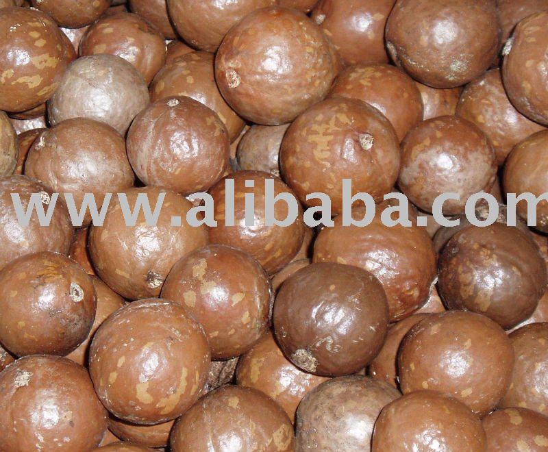 Macadamia Nut