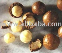 Macadamia Kernel