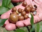 Macadamia Nuts