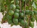 Raw Shelled Macadamia Nuts