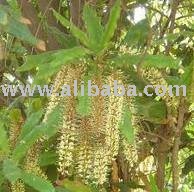 Macademia Nuts of 2011 harvest