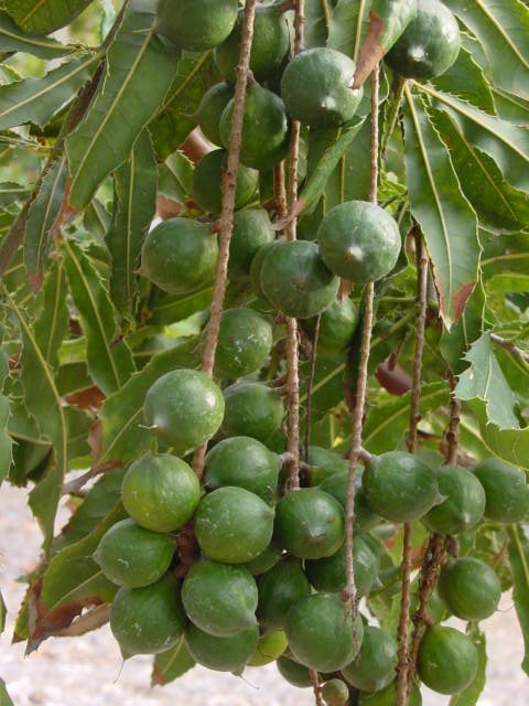 In Shell Macadamia Nuts