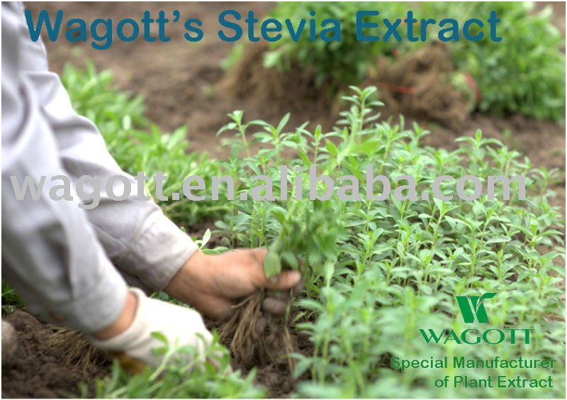 Organic Stevia Extract