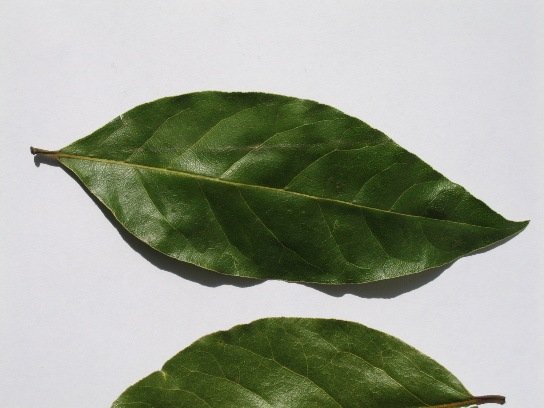 Dried Bay Leaf