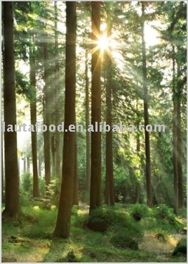 Cellulose Fiber-