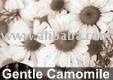 Gentle Camomile tea