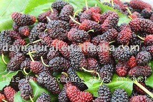 Mulberry extract--entity factory