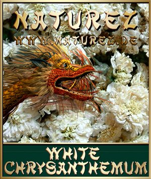  White   Chrysanthemum  Tea