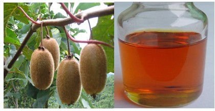 Kiwi kernel oil( Cosmetic s  Material  )