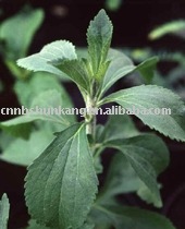  Stevia   leaves   Extract   Powder 