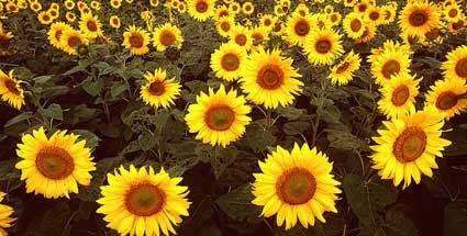 sunflower oil