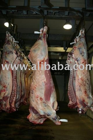 Halal Meat/Lamb Whole Carcass Exporting