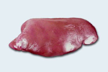 Liver