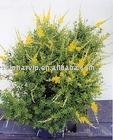 luteolin