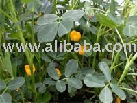 groundnut  oil