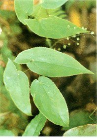 Shorthorned Epimedium Extract Powder 20% Icariins.