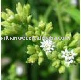 Stevia