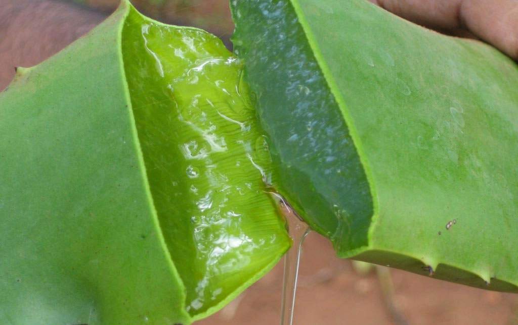  Aloe   vera  in  syrup 