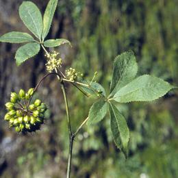 Siberian Ginseng Extract Powder 0.8%Eleutherosides.