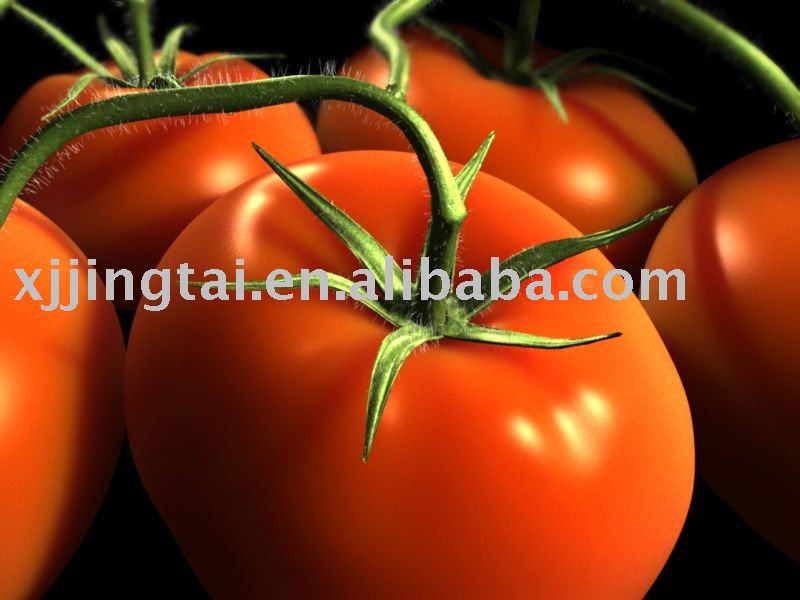 Aseptic tomato paste 30-32% Hot Break; 30-32% HB tomato paste in 220Liters Iron drum; 30-32% HB Toma