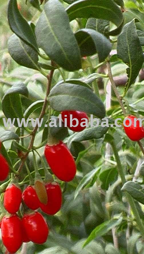 goji concentrate(Brix 28%)