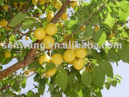 h Pure natural Apricot puree concentrate (Fruit jam)2010 Crop