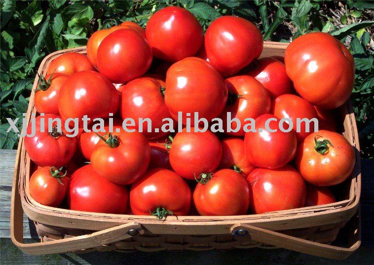 Aseptic Tomato Paste In drum 36-38%/30-32%/28-30% HB/CB,Aseptic tomato paste in drum, Aeptic tomato
