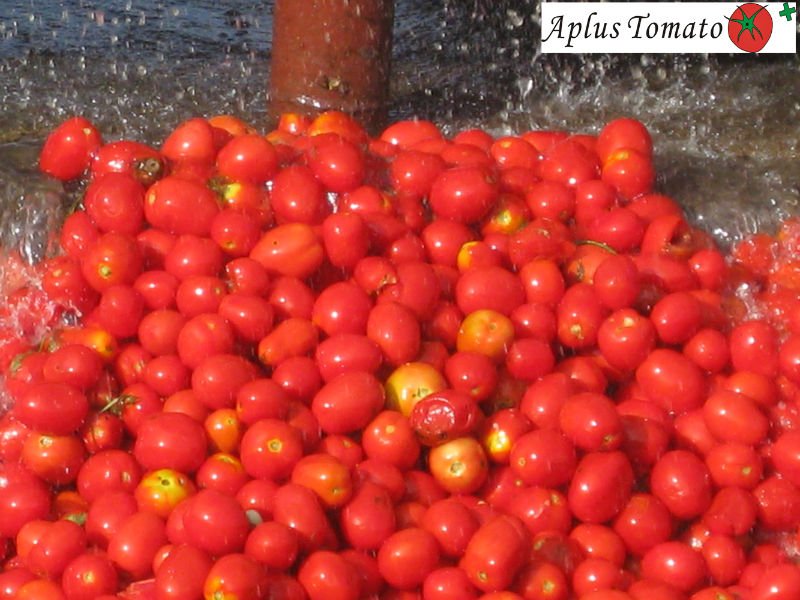 Aseptic Bulk Tomato Paste Hb 28 30china A Price Supplier 21food 1693