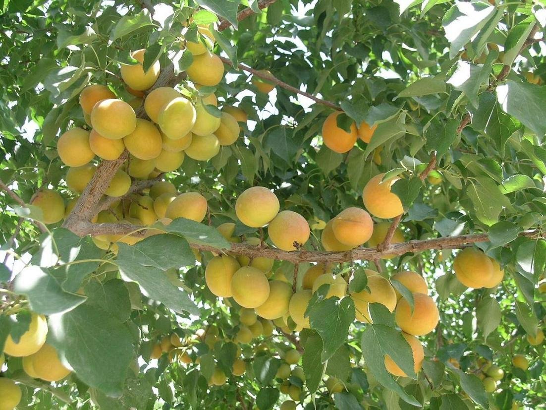 concentrated  apricot   puree   30 - 32 % brix