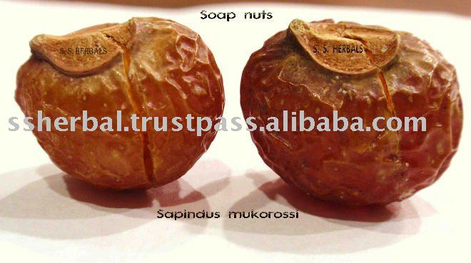 Soapnut , Sapindus mukorossi