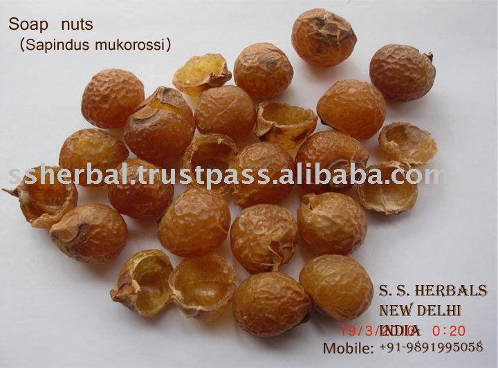 washnuts , Sapindus mukorossi