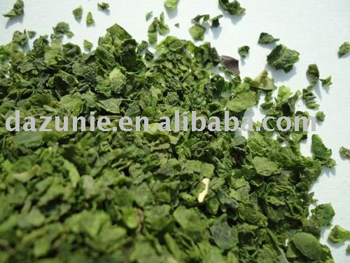 Ulva lactuca
