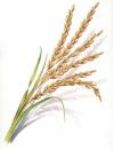  1121   Rice 