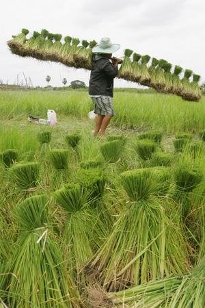 Thai Hom Mali Fragrant Rice
