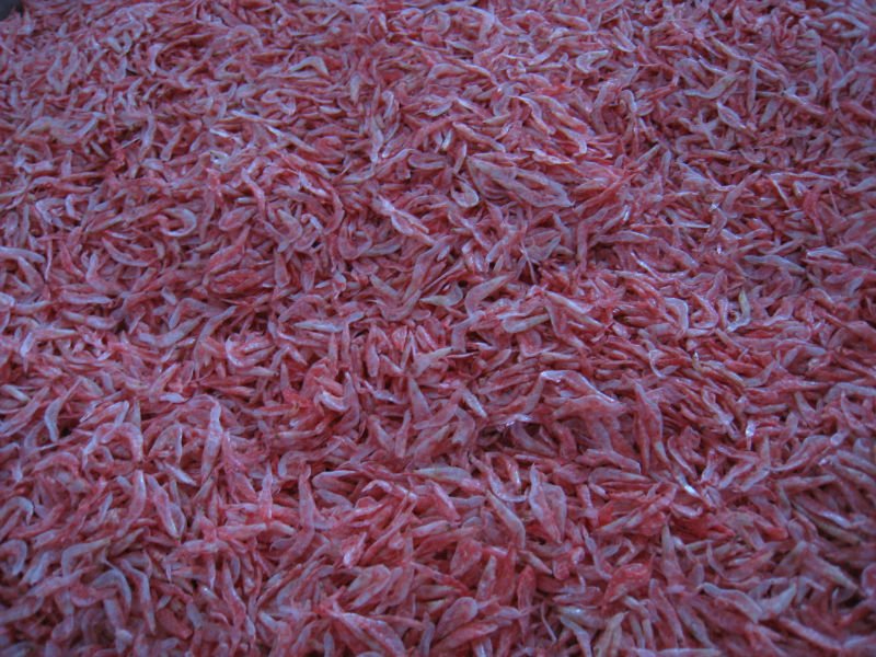 red dried small shrimp