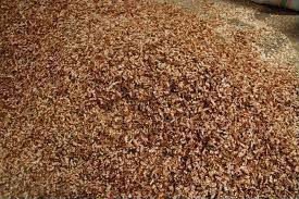 QUALITY DRY SHRIMP  SHELL S READY FOR SALE AT COMPETITIVE  PRICE S