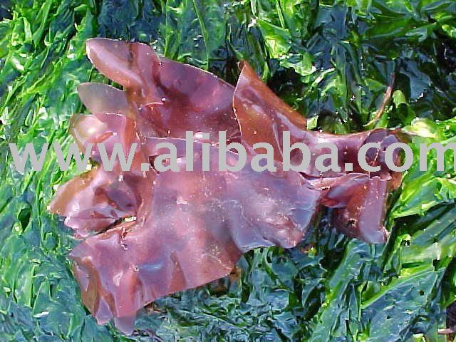 Dulse, Dried, Palmaria genus, whole leaf, dried