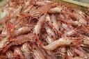DREID HEADLESS SHRIMP AVAILABLE