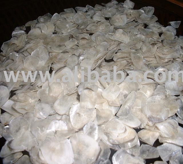 Carp family Fish Scale