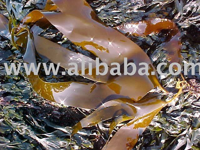 Kelp, Kombu, Laminara kelp, whole leaf, dried