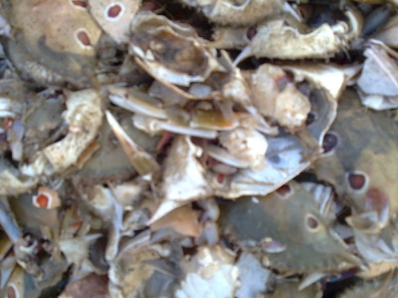 Dried Crab Shell