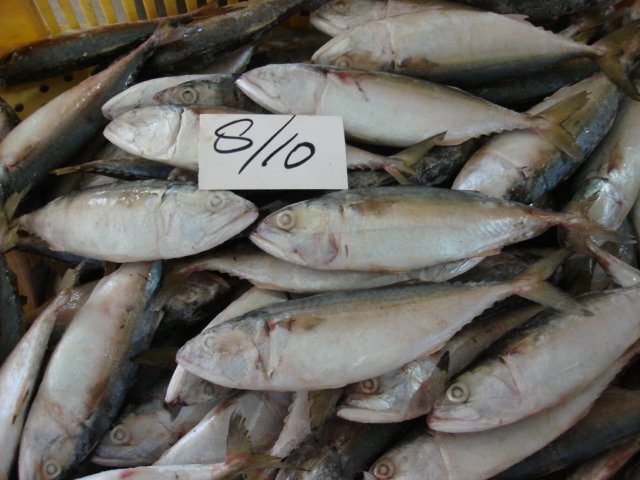 FROZEN Indian MACKEREL FISH IQF