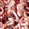 shrimp shell