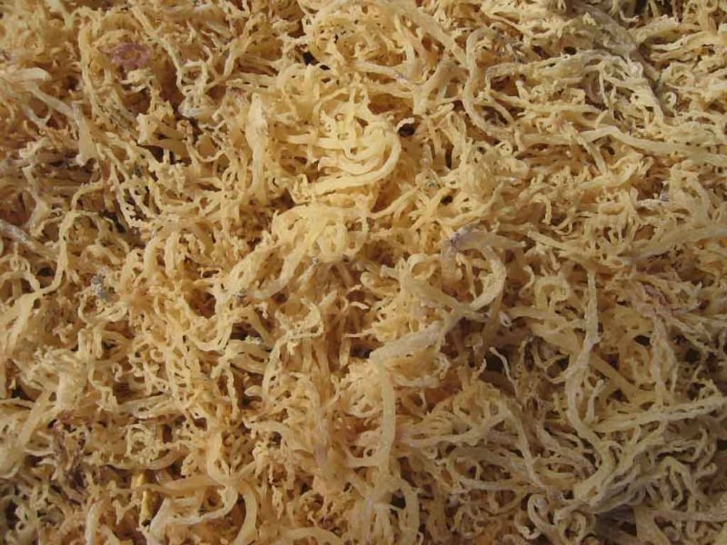 dried seaweed Malaysia price supplier 21food