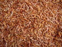 quality shrimp shells available for sale