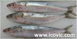 ROUND SARDINELLA